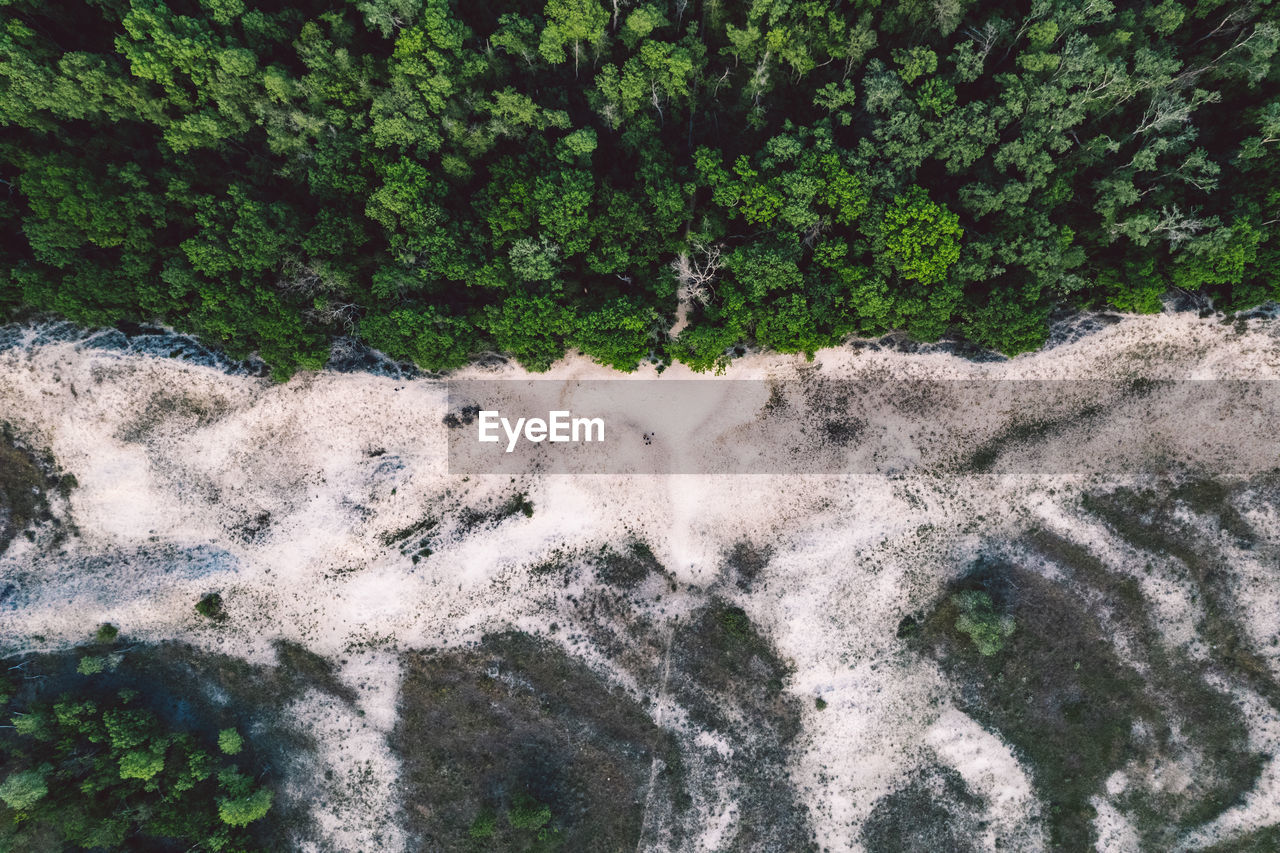 High angle view of forest by the sand dunes