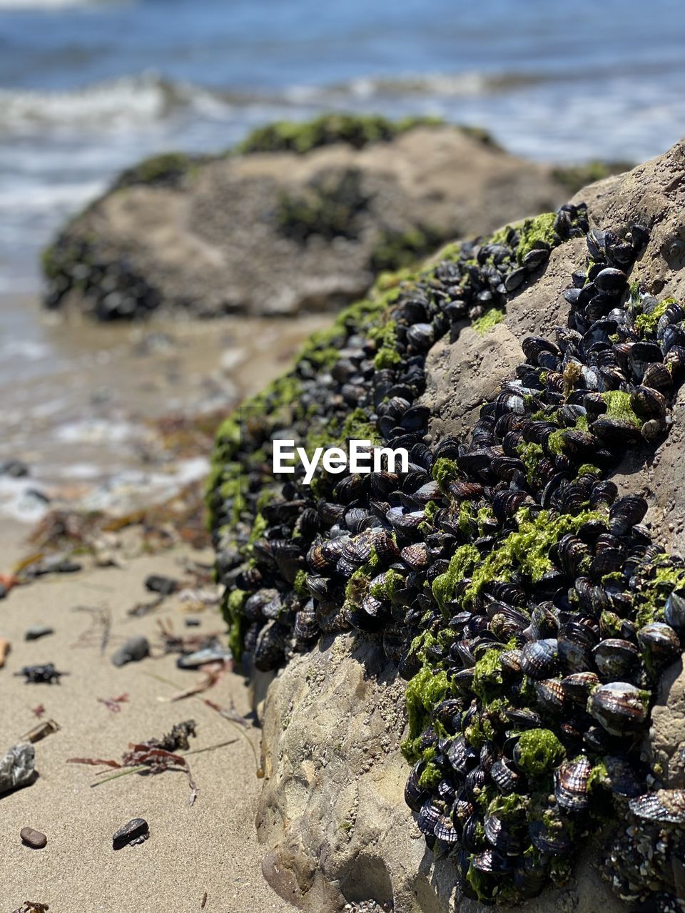 Close-up of muscles on rock