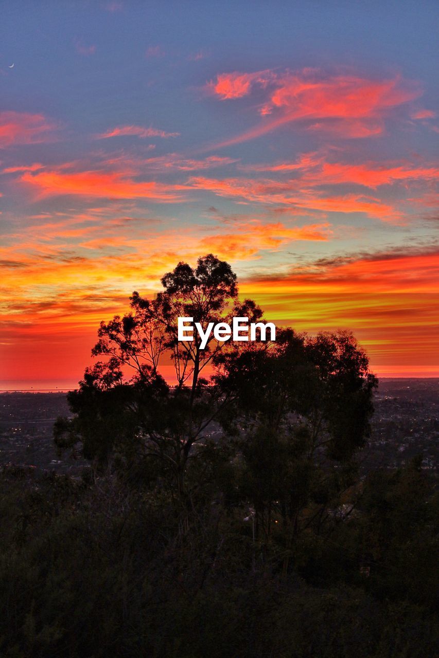 Silhouette trees against sky during sunset