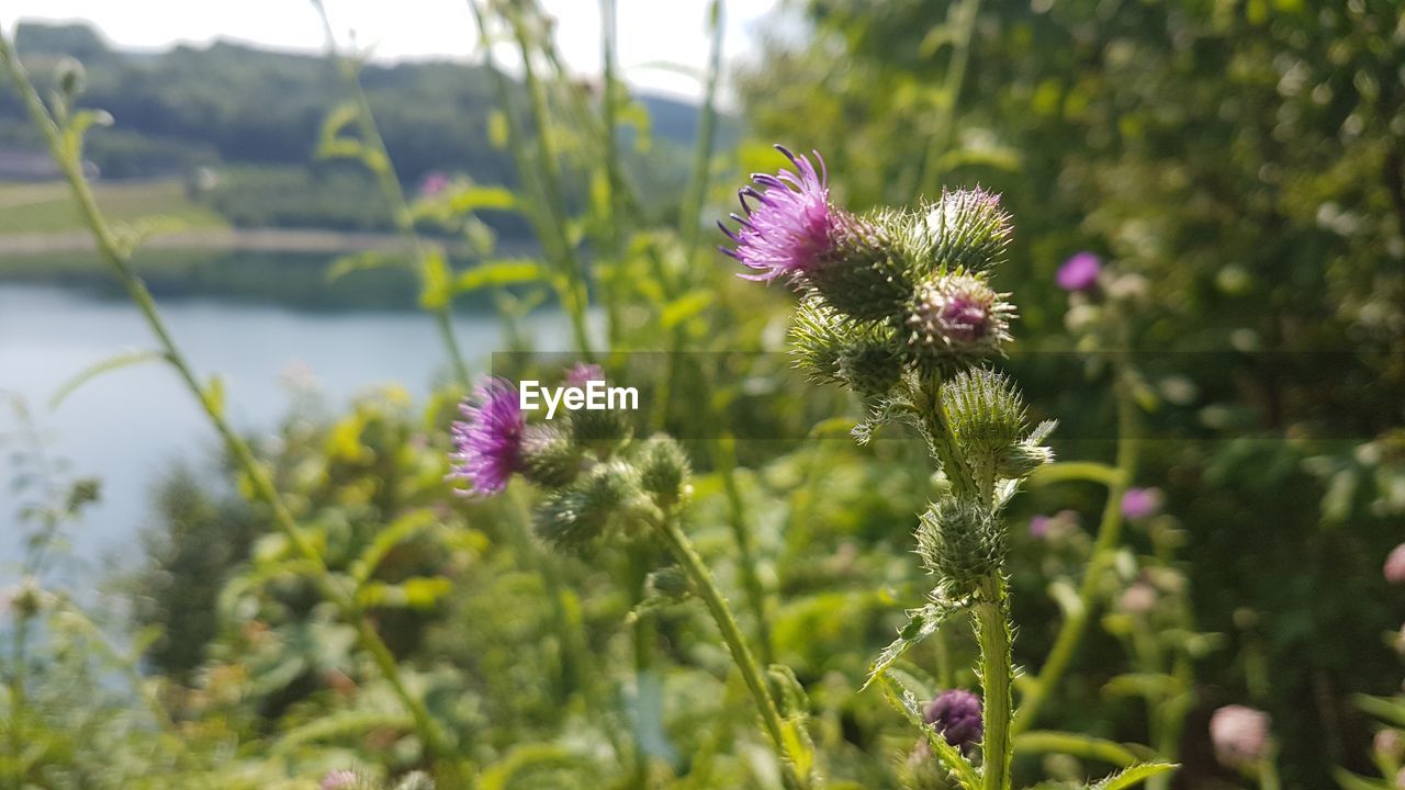 CLOSE-UP OF PURPLE FLOWERING PLANT