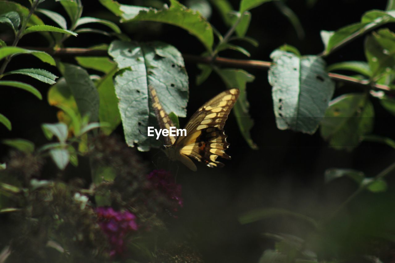 CLOSE-UP OF BUTTERFLY ON LEAF