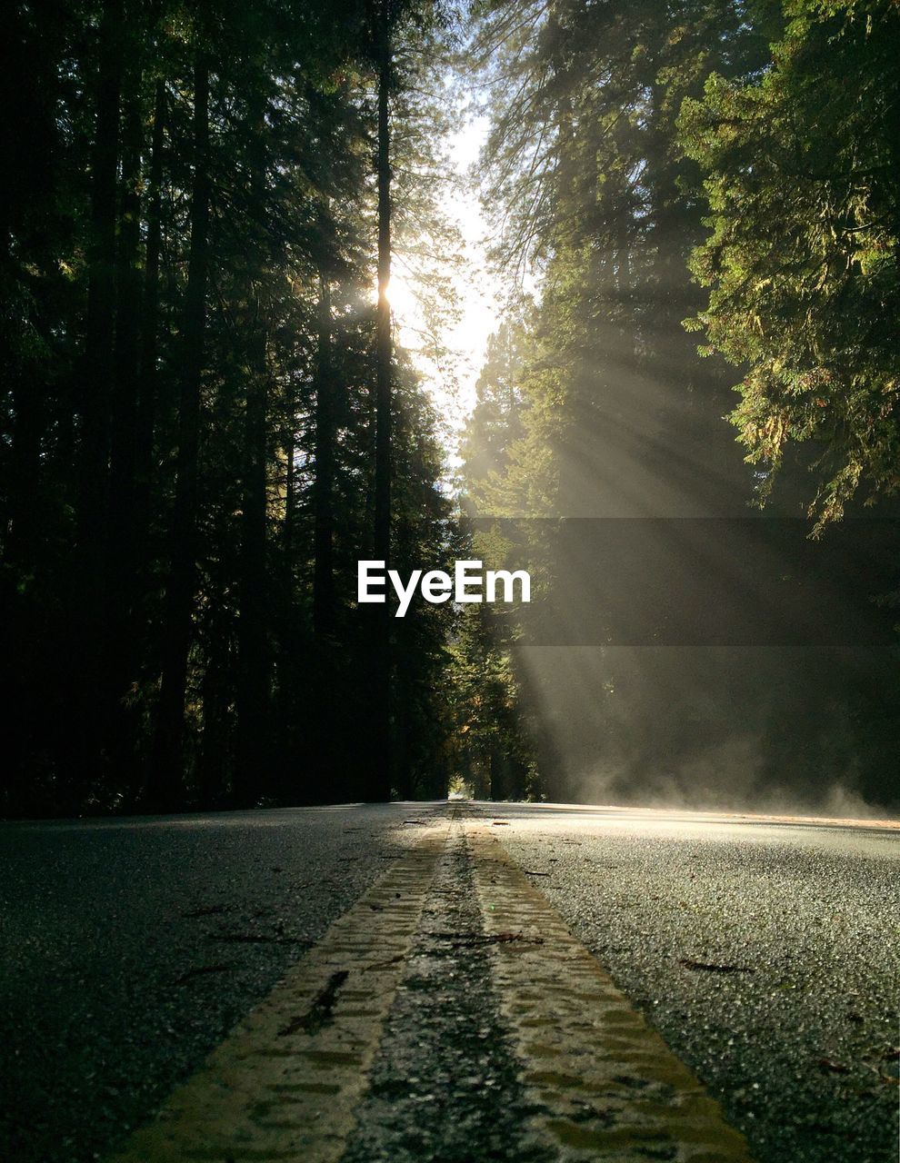 Empty road passing through forest