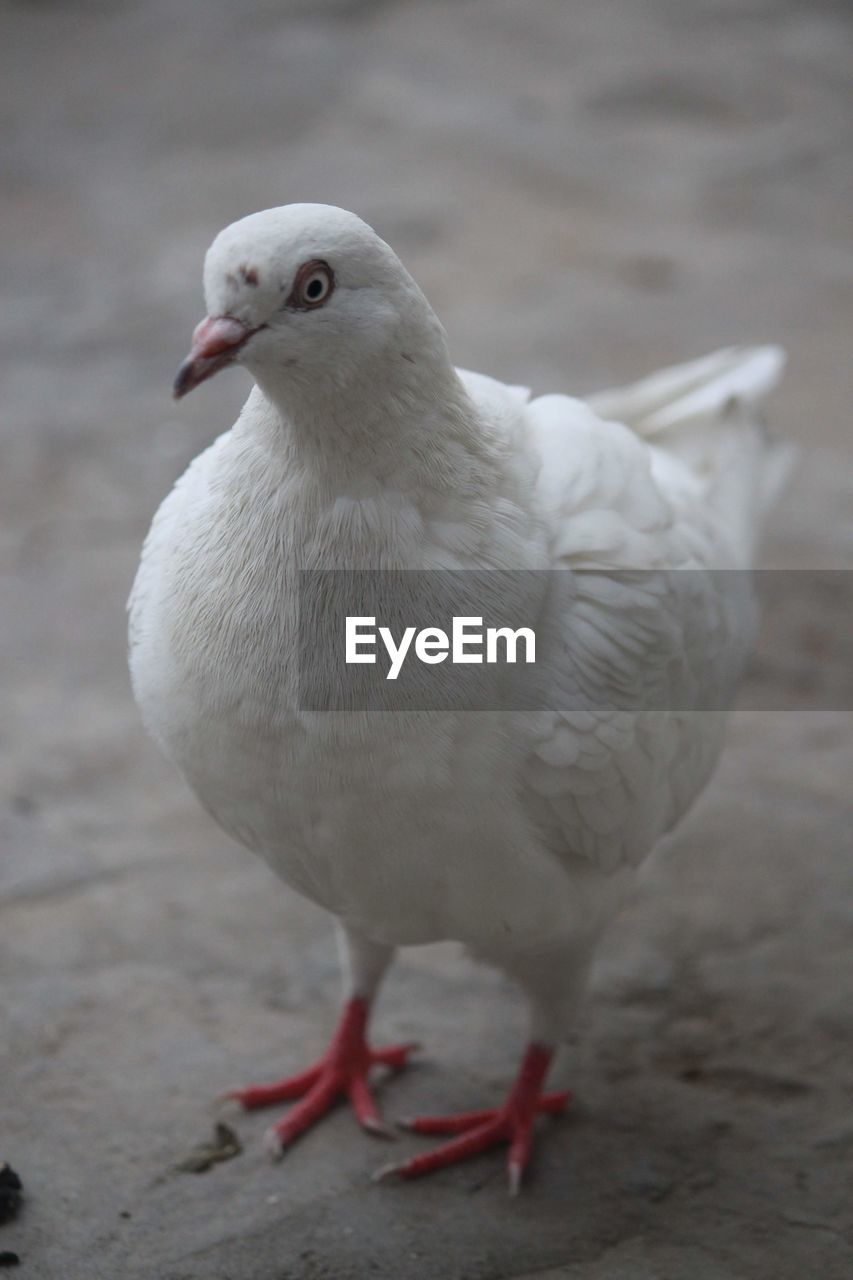 HIGH ANGLE VIEW OF SEAGULL PERCHING ON A BIRD