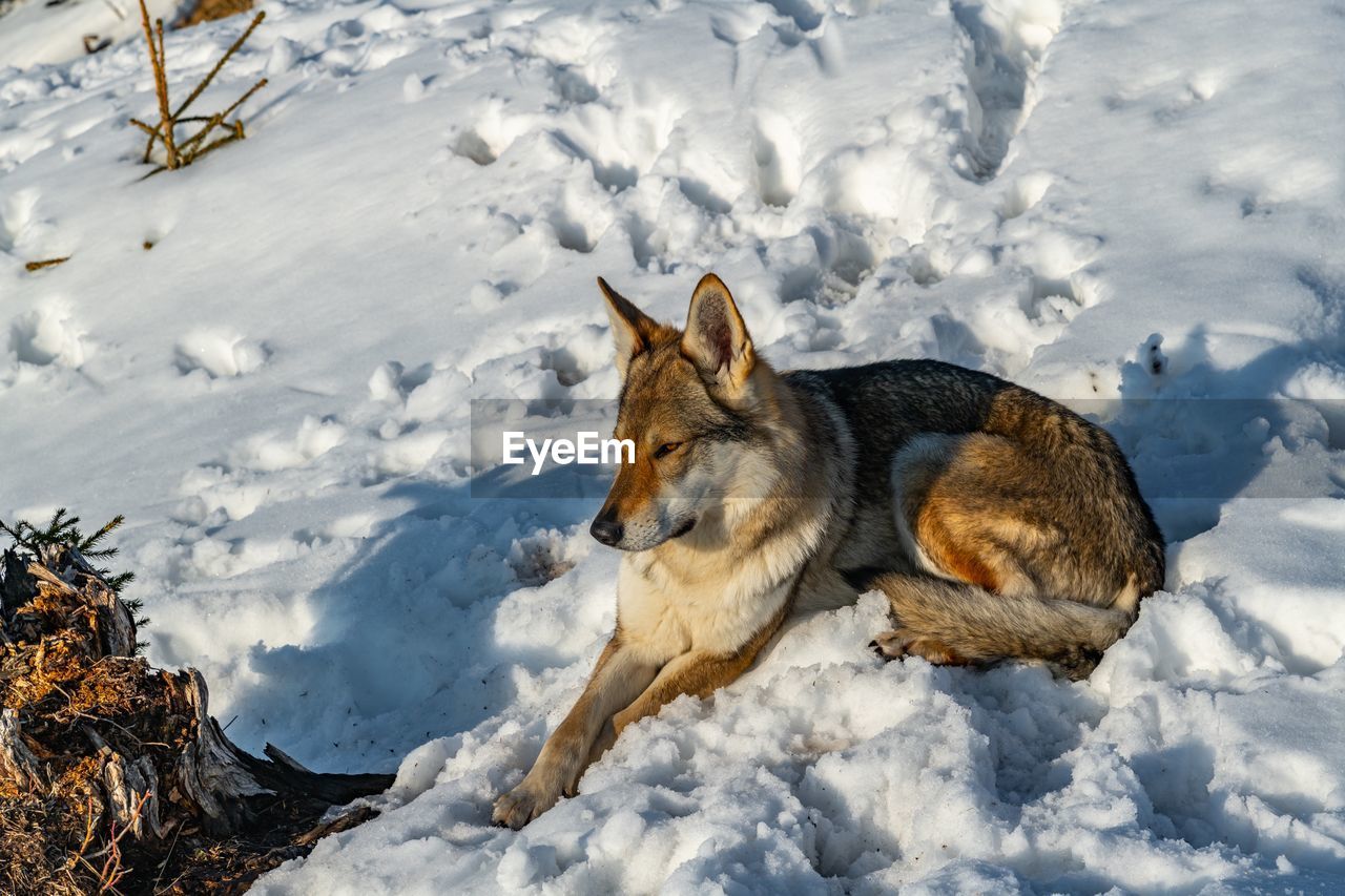 High angle view of a wolf on snow