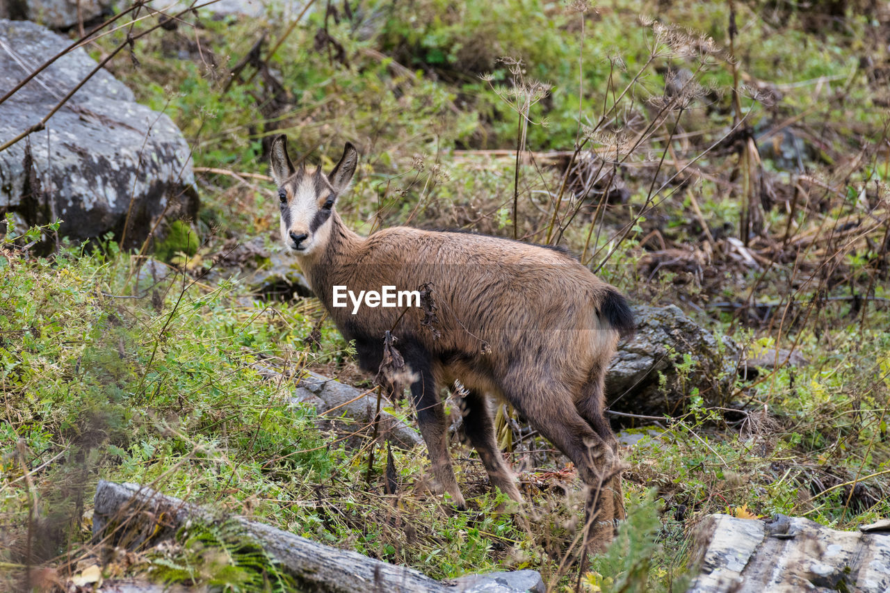 Close-up of deer on field