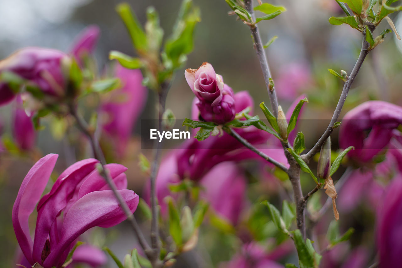 Blooming lily magnolia magnolia liliiflora - close-up of the flowers