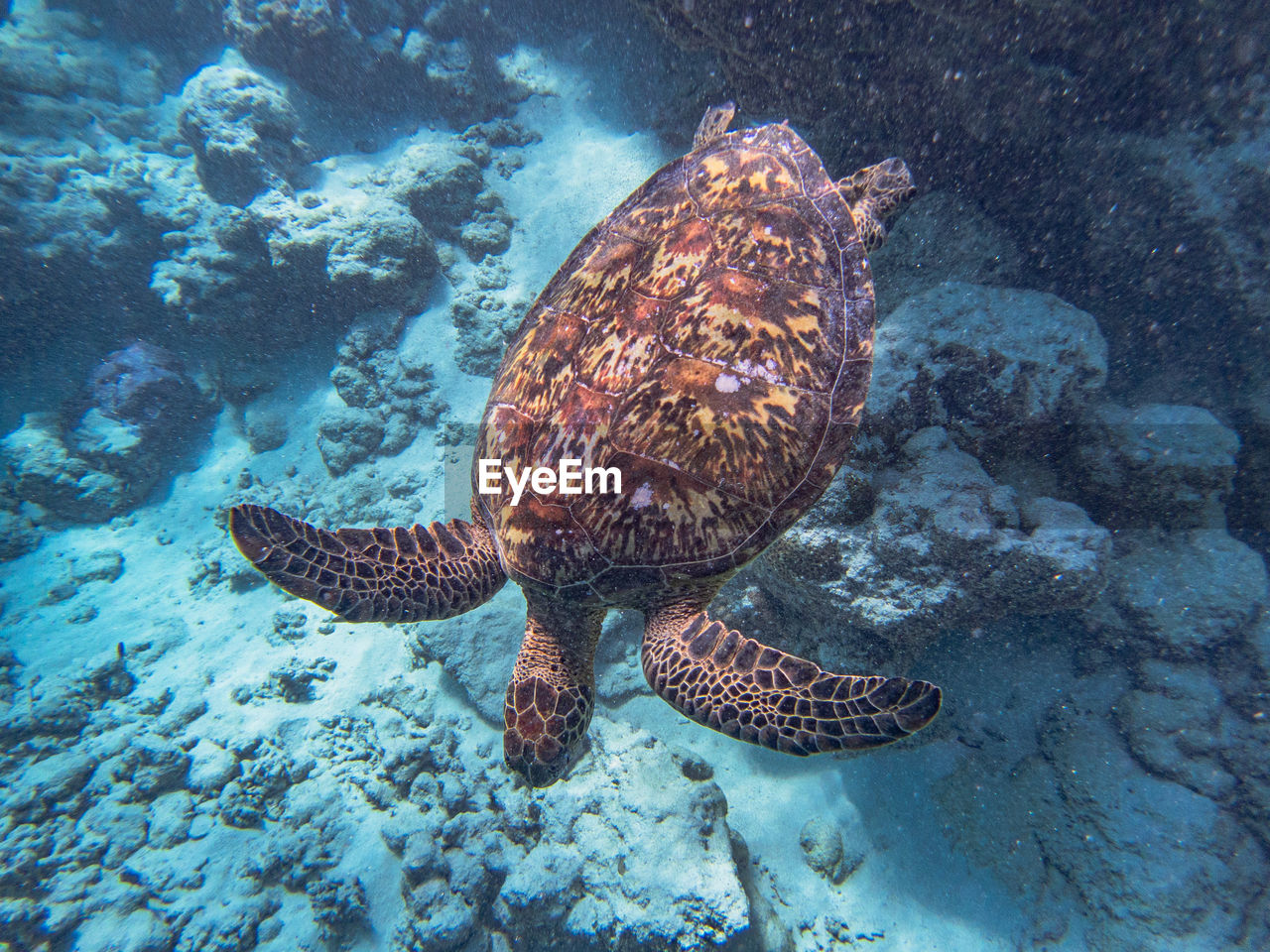 turtle swimming in sea