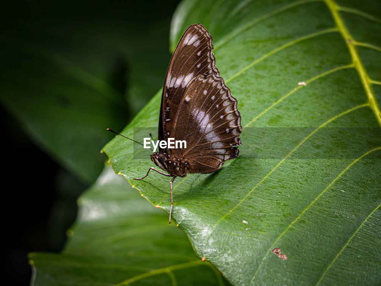 CLOSE-UP OF BUTTERFLY LEAF