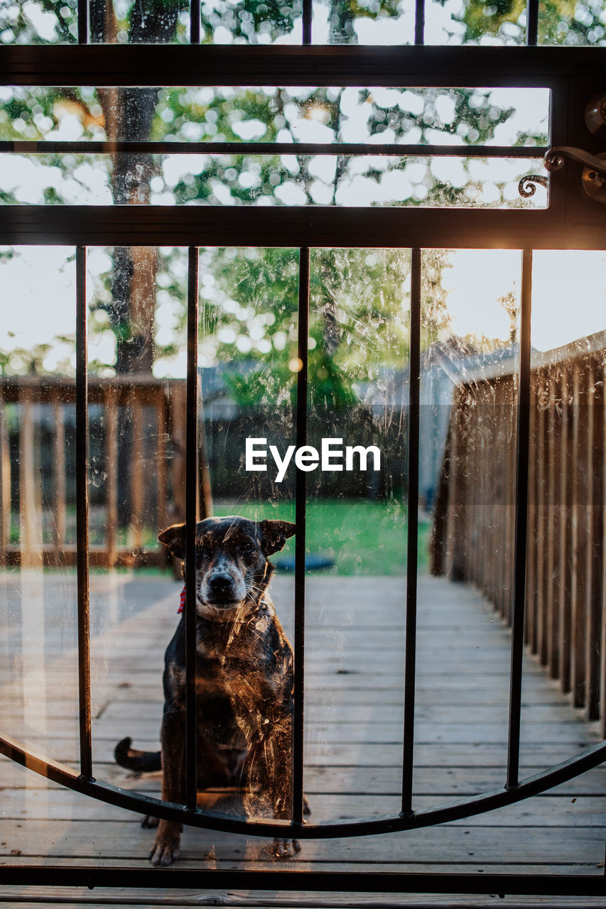 Portrait of dog sitting on porch seen through window