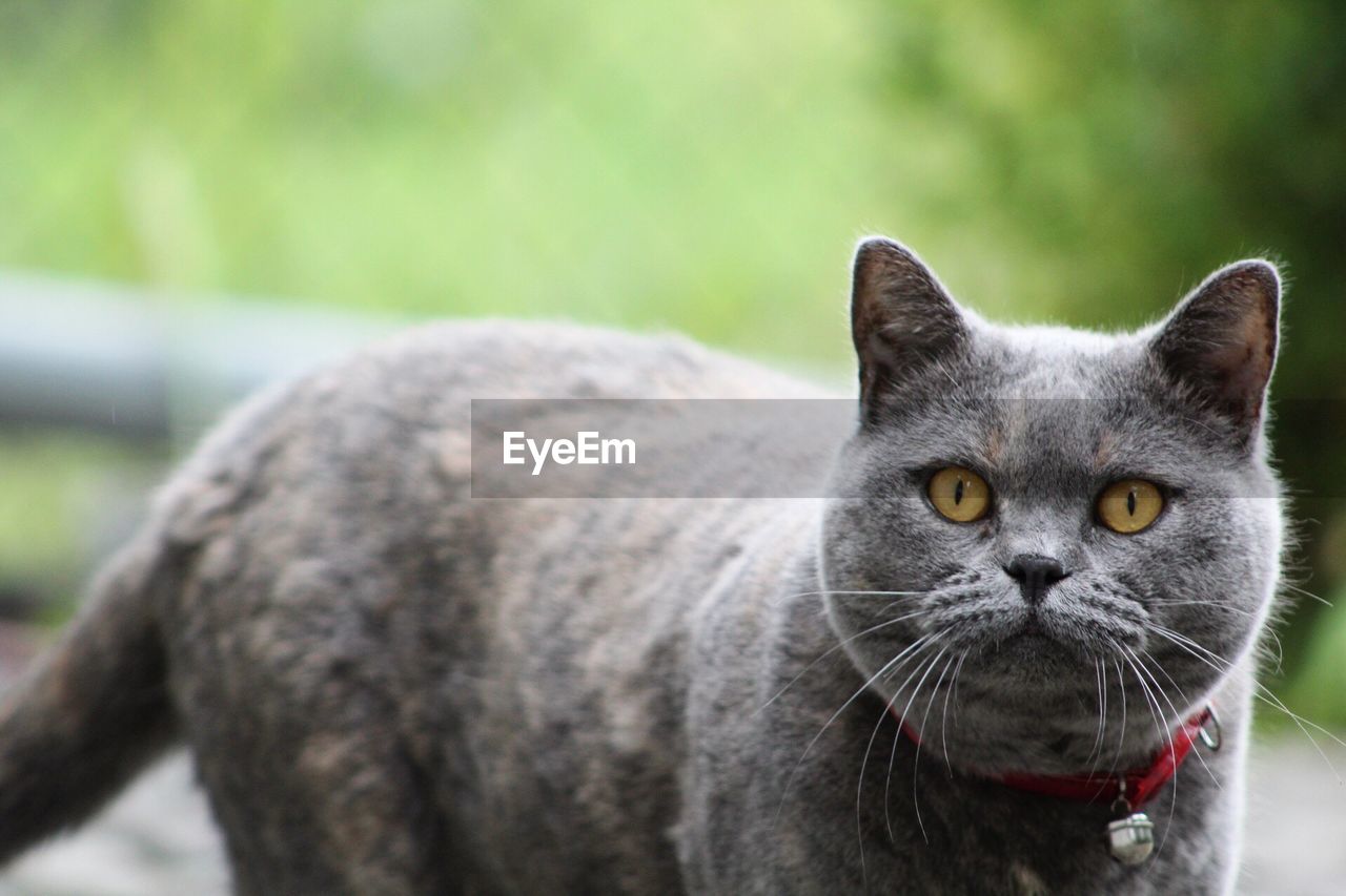 Close-up portrait of cat standing