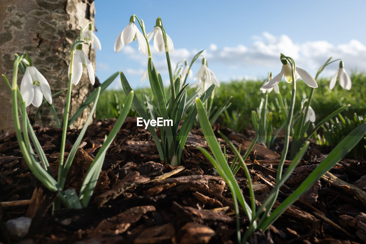 Close-up of plants growing on field