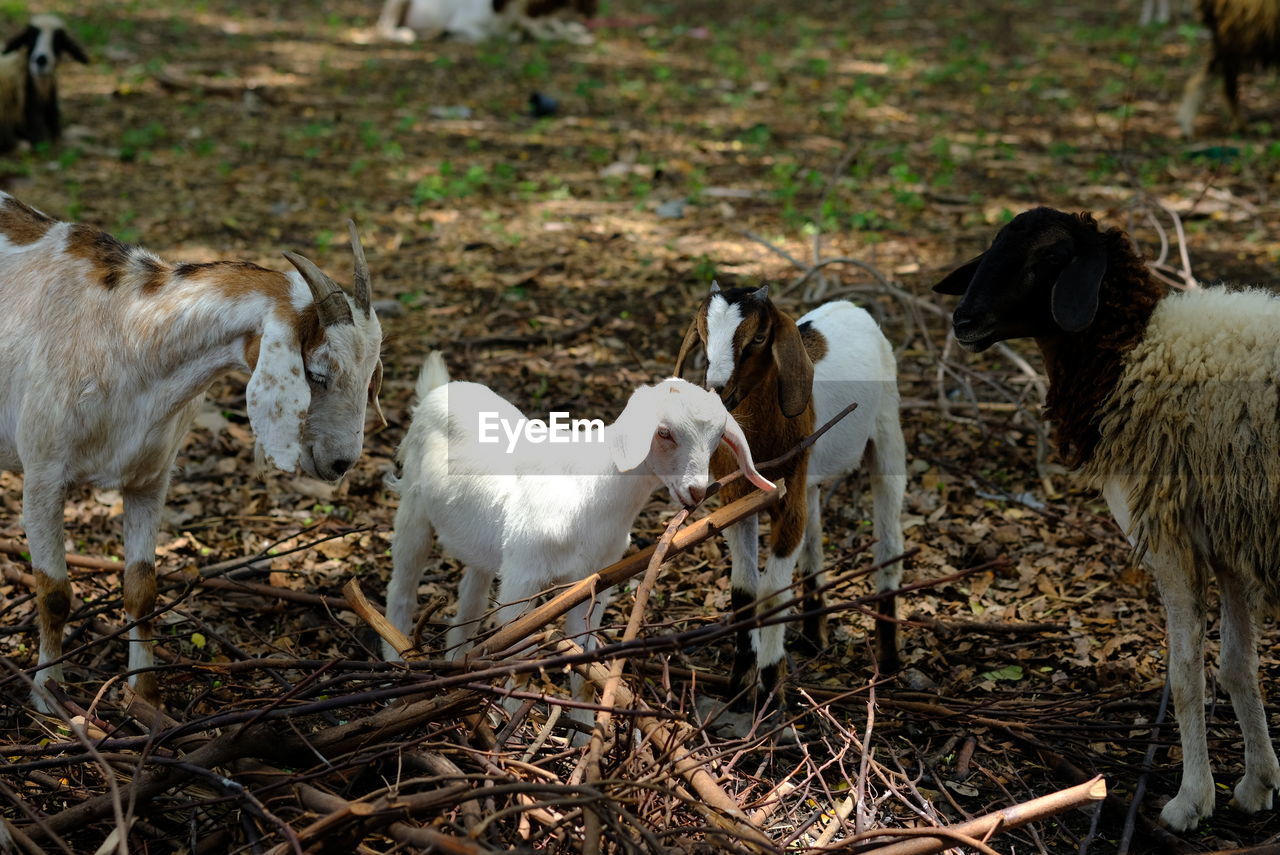 View of sheep on field