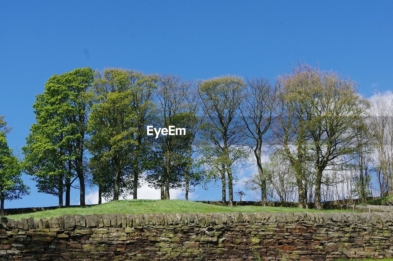 Trees on field against clear blue sky