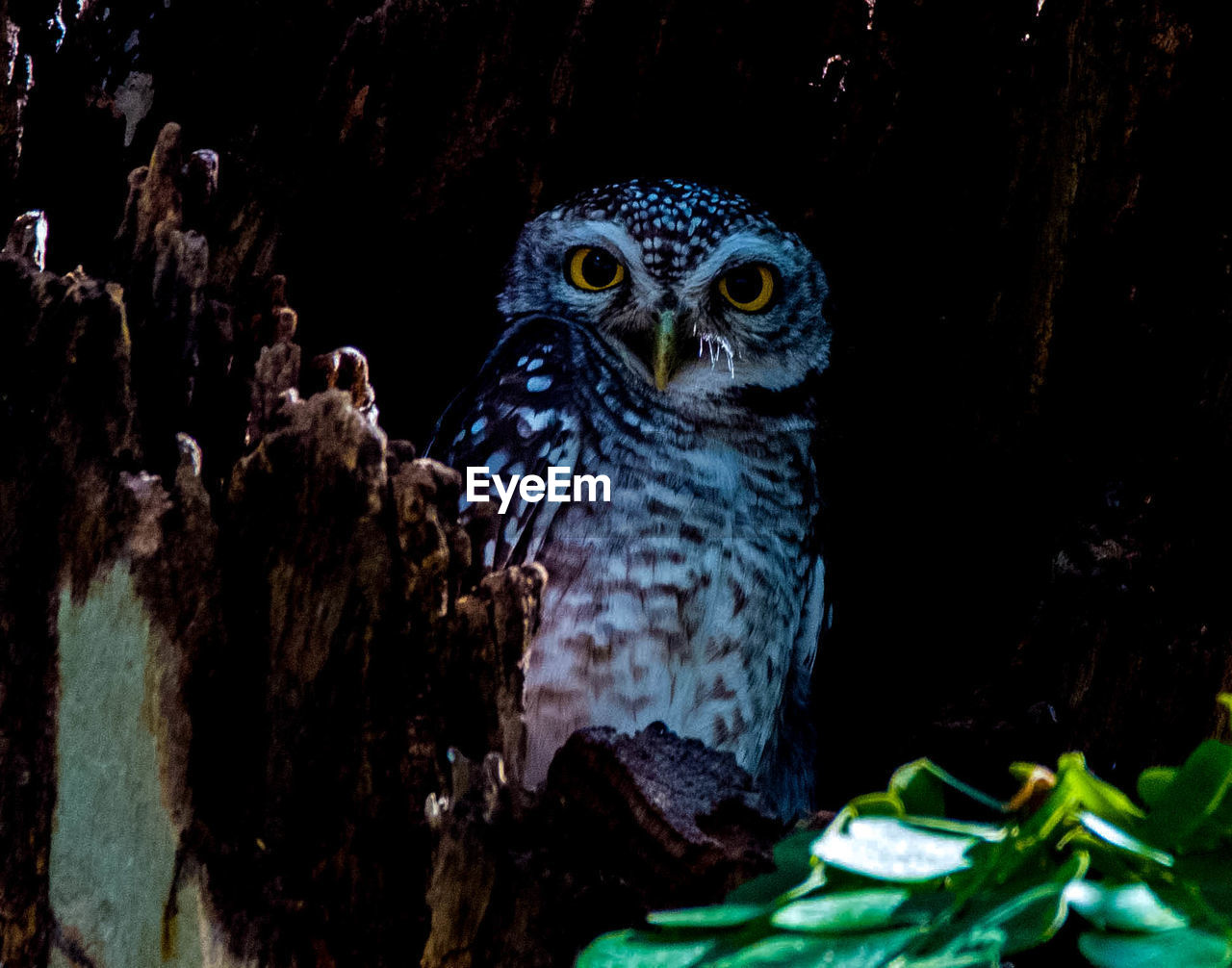 LOW ANGLE VIEW OF OWL ON BLACK BACKGROUND