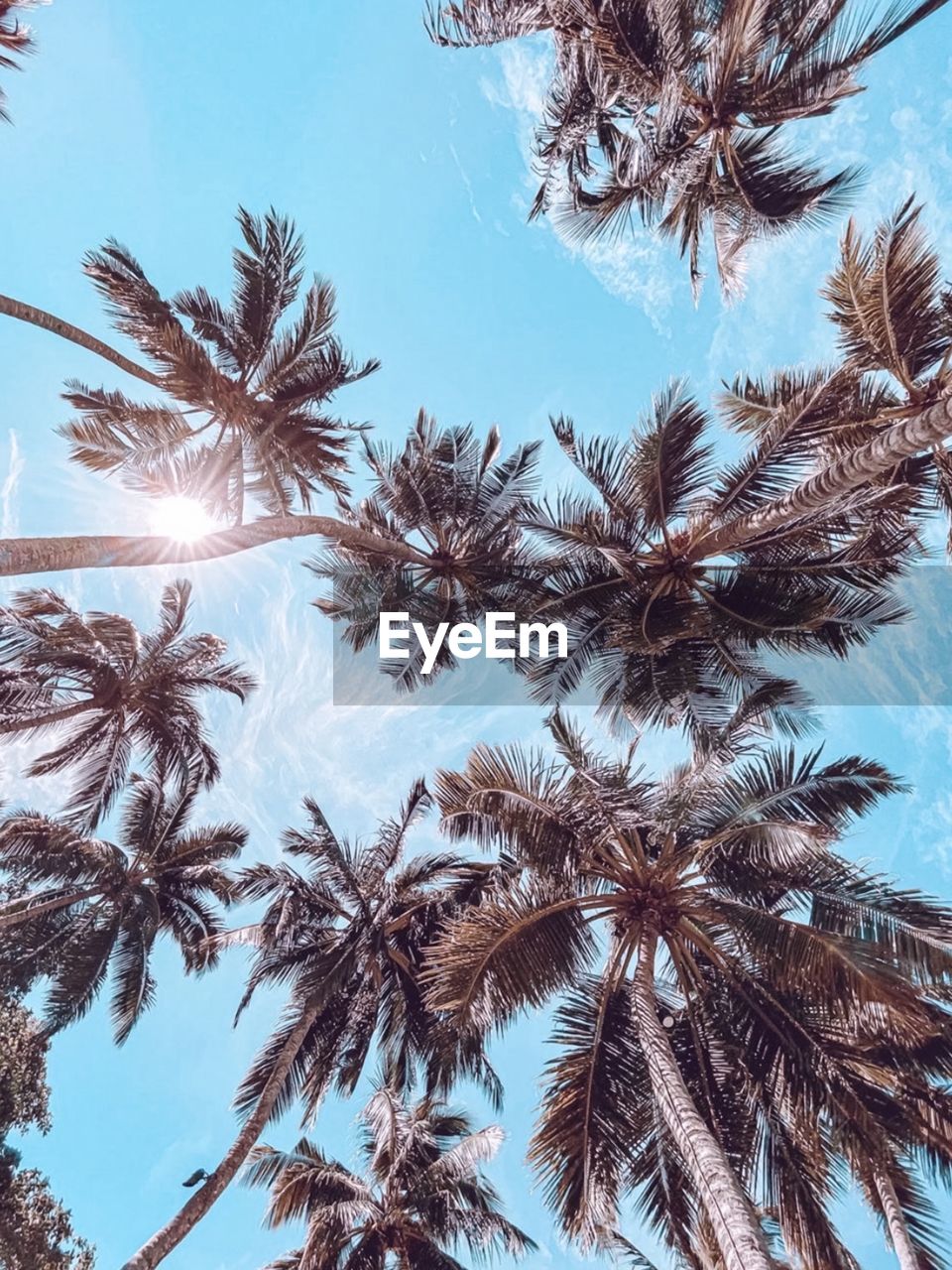 Low angle view of palm trees against blue sky