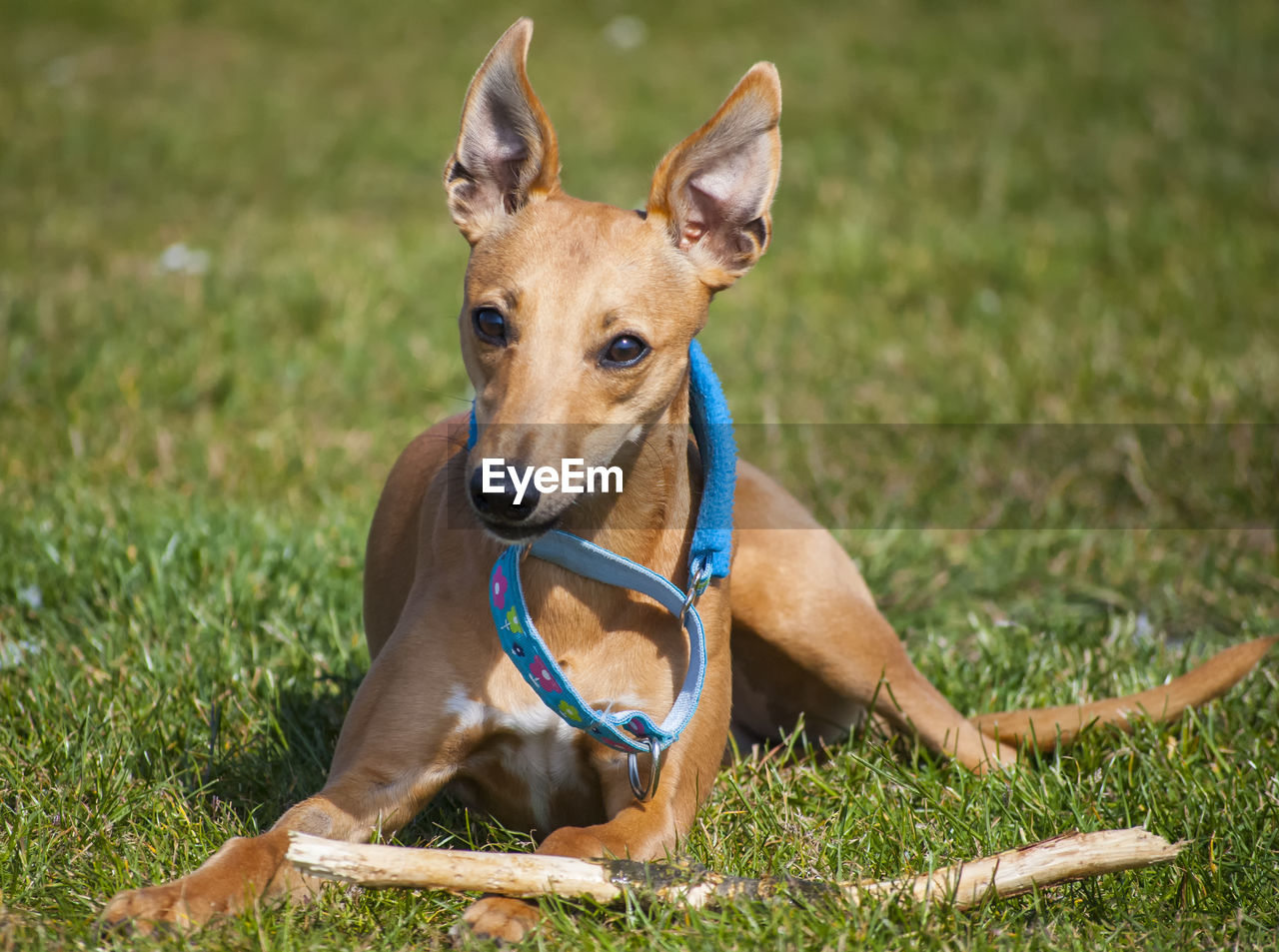 Portrait of dog on field