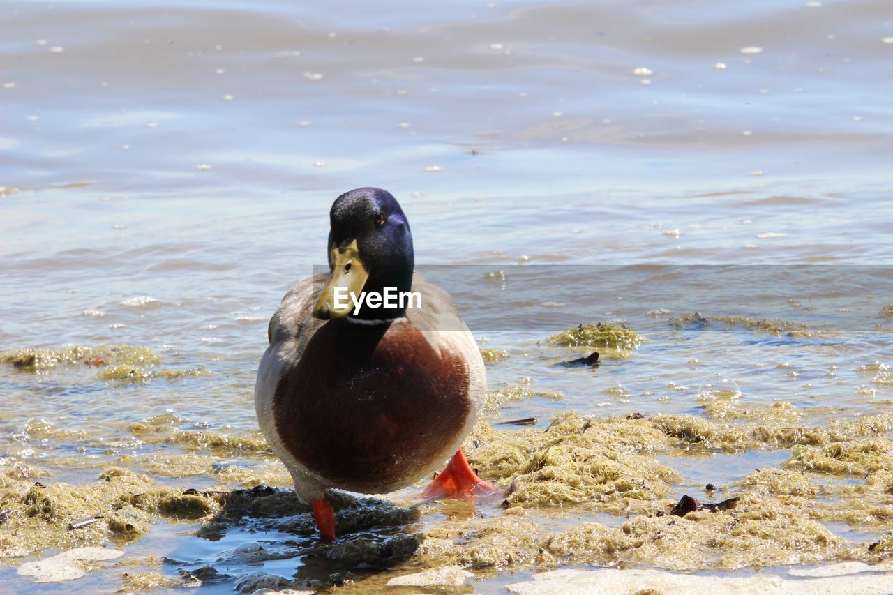 DUCK SWIMMING ON LAKE