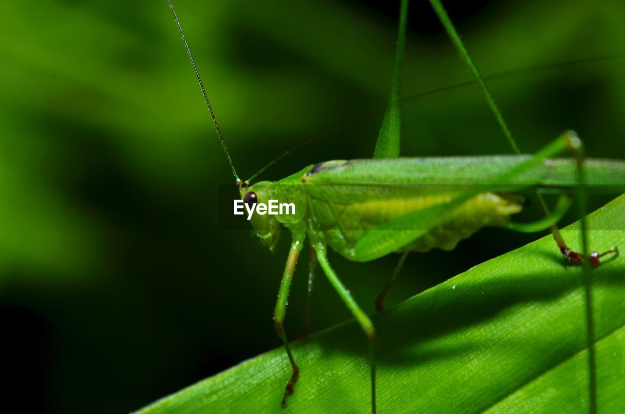 INSECT ON LEAF