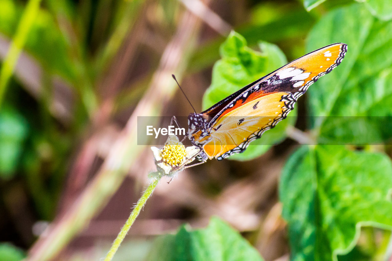 BUTTERFLY POLLINATING ON FLOWER