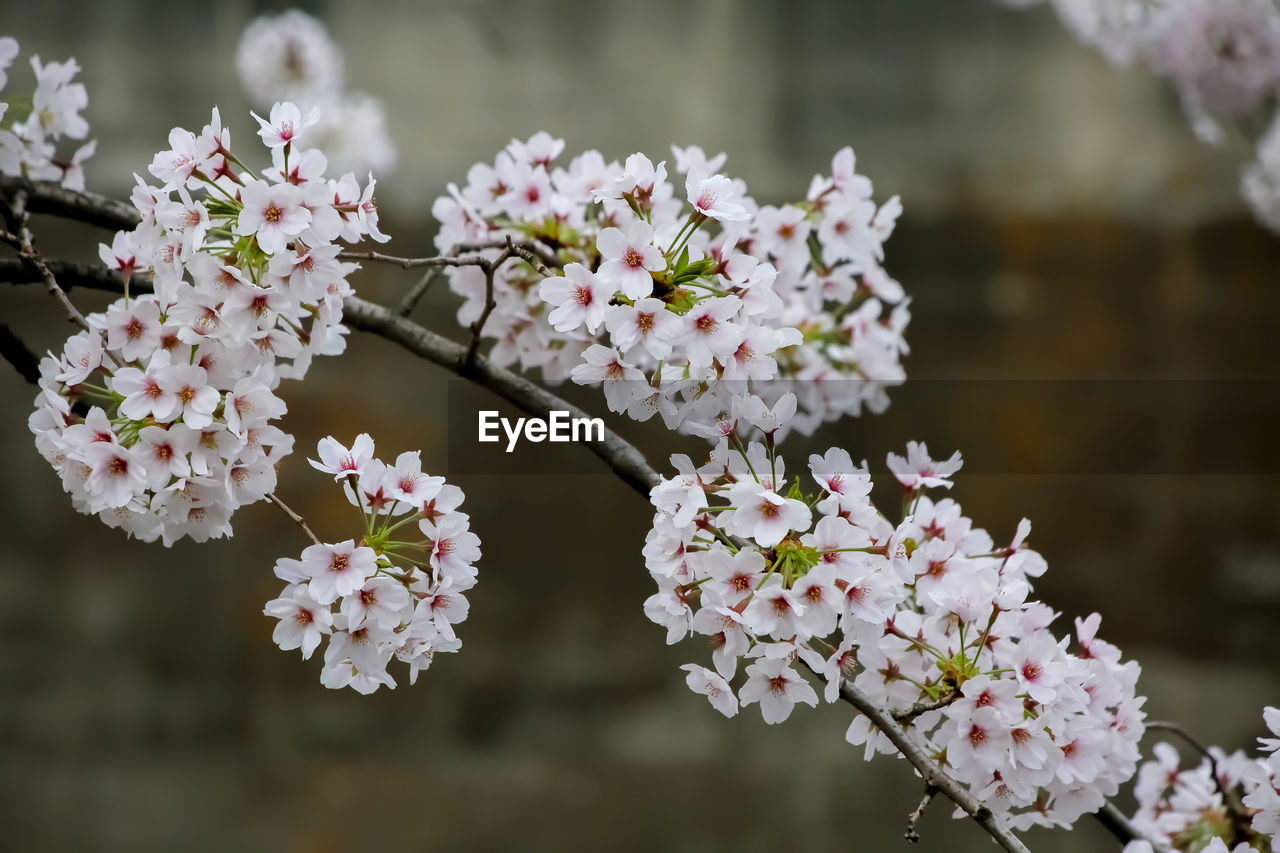 plant, flower, flowering plant, blossom, spring, fragility, freshness, branch, beauty in nature, springtime, growth, tree, nature, cherry blossom, pink, close-up, produce, food, focus on foreground, white, inflorescence, flower head, botany, cherry tree, no people, day, petal, outdoors, macro photography, twig, food and drink, fruit tree, selective focus