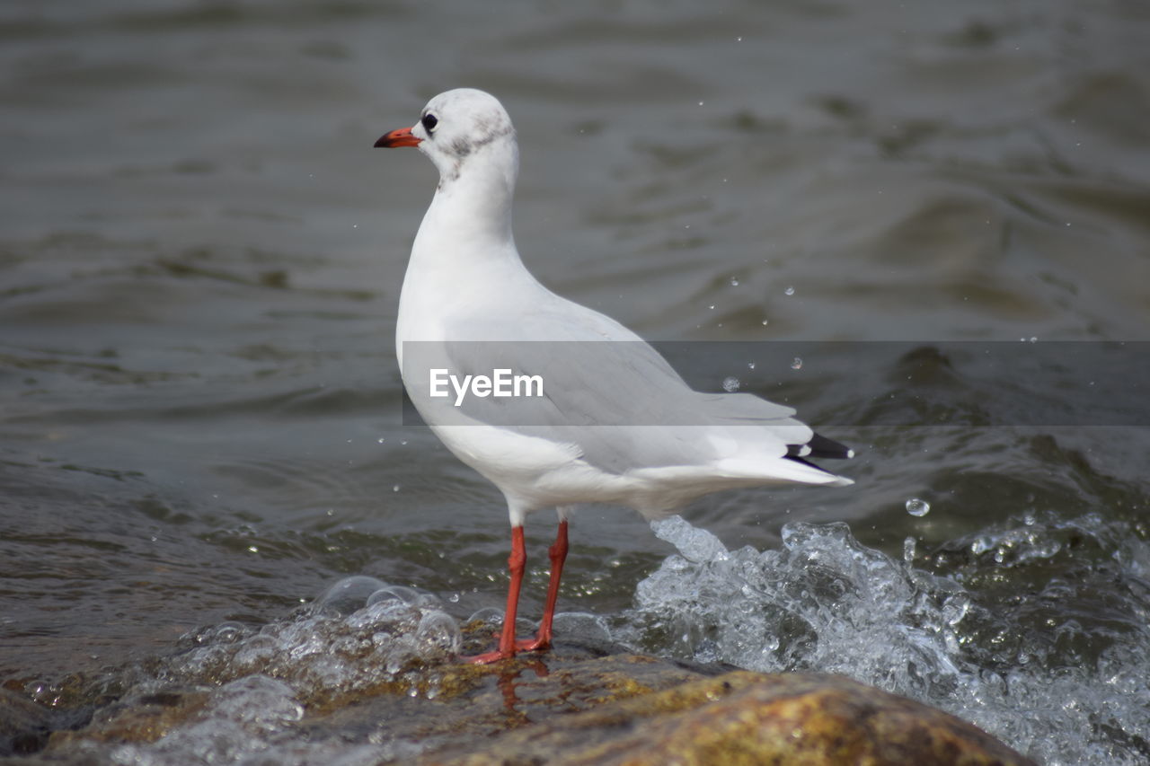 Seagull perching on a sea