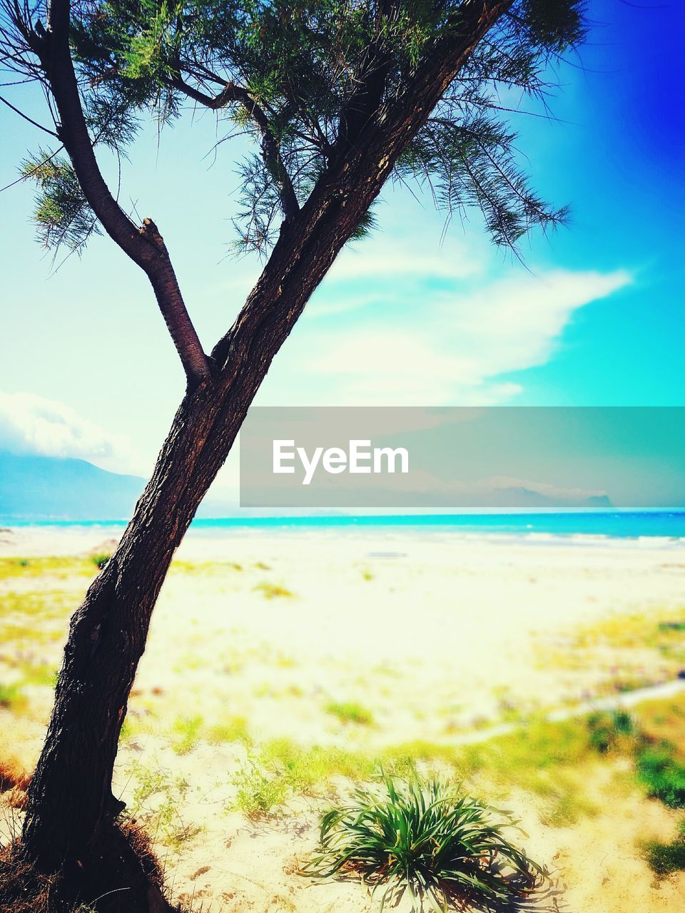 CLOSE-UP OF TREE AGAINST SEA