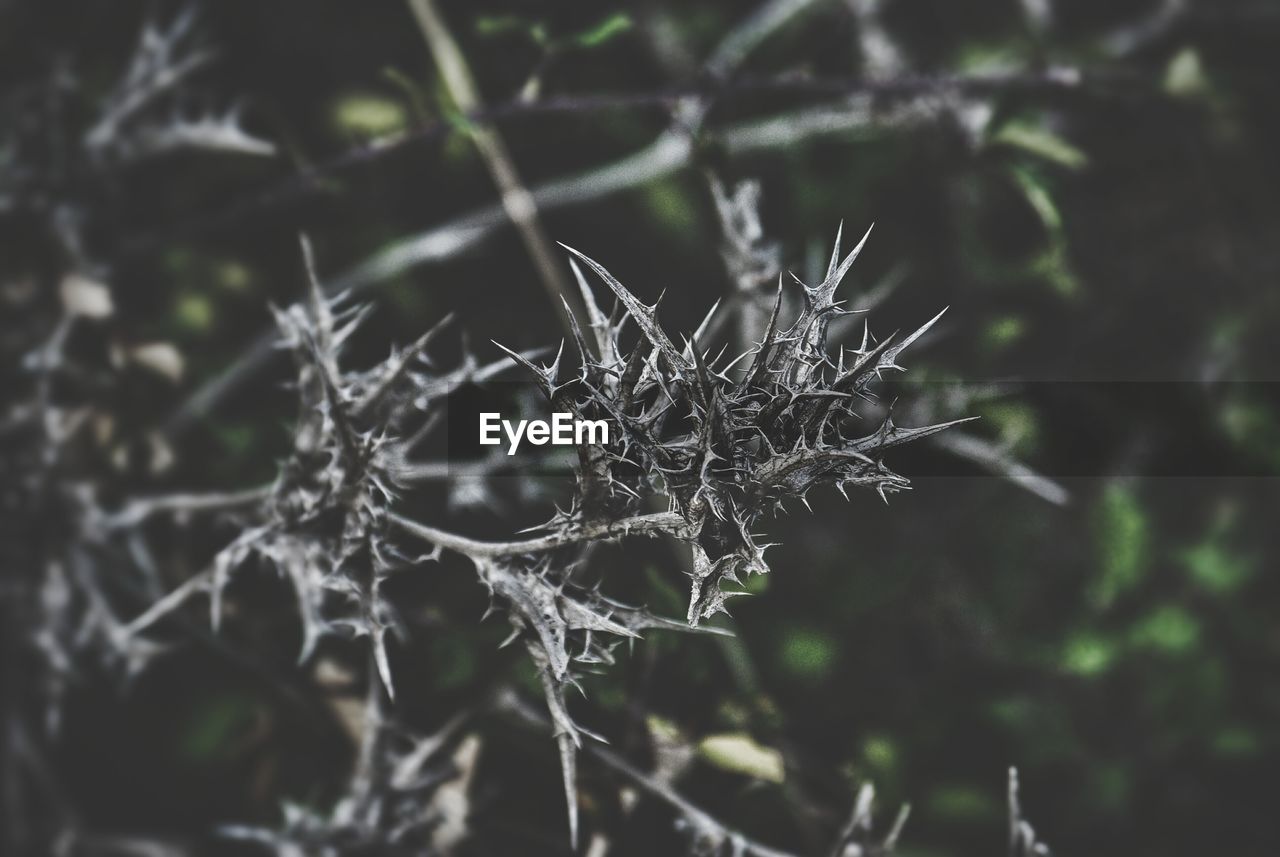 CLOSE-UP OF PLANTS AGAINST BLURRED BACKGROUND