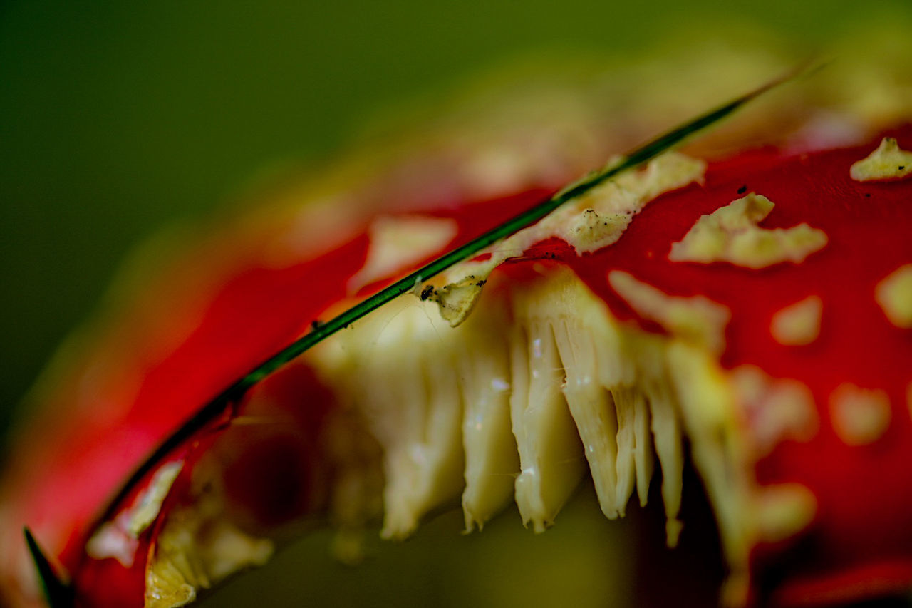 macro photography, close-up, red, flower, leaf, no people, freshness, yellow, selective focus, nature, petal, plant, food, green, animal, food and drink, plant stem, plant part, vegetable, outdoors