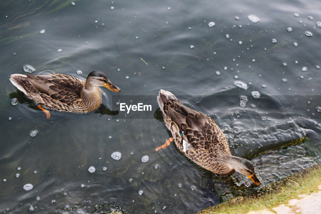 High angle view of mallard duck swimming in lake