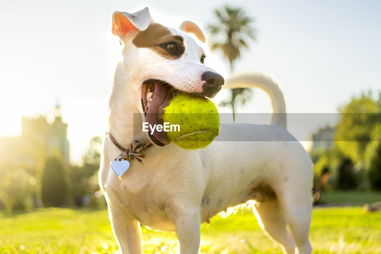 DOG WITH BALL IN MOUTH