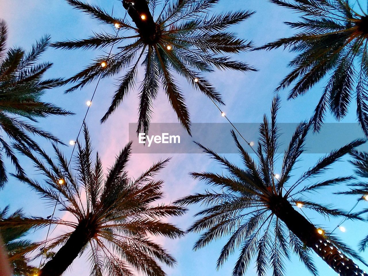 LOW ANGLE VIEW OF PALM TREE AGAINST SKY