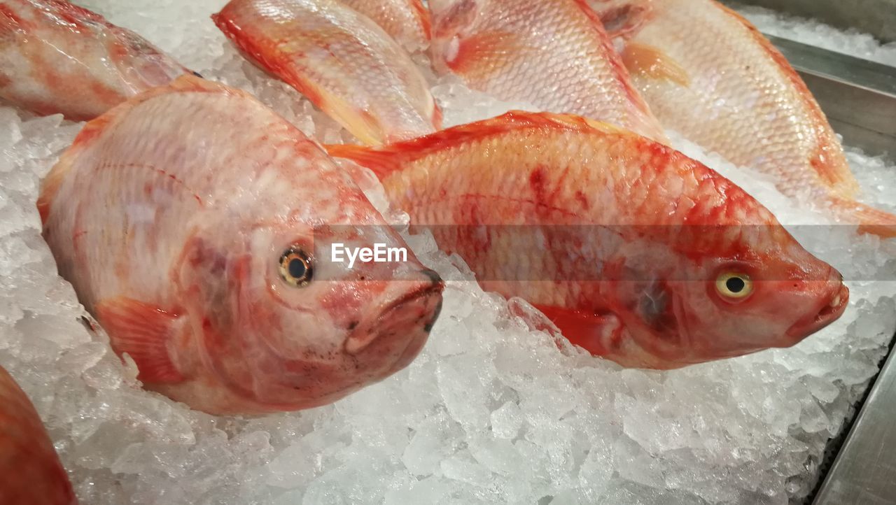 HIGH ANGLE VIEW OF FISH FOR SALE AT MARKET