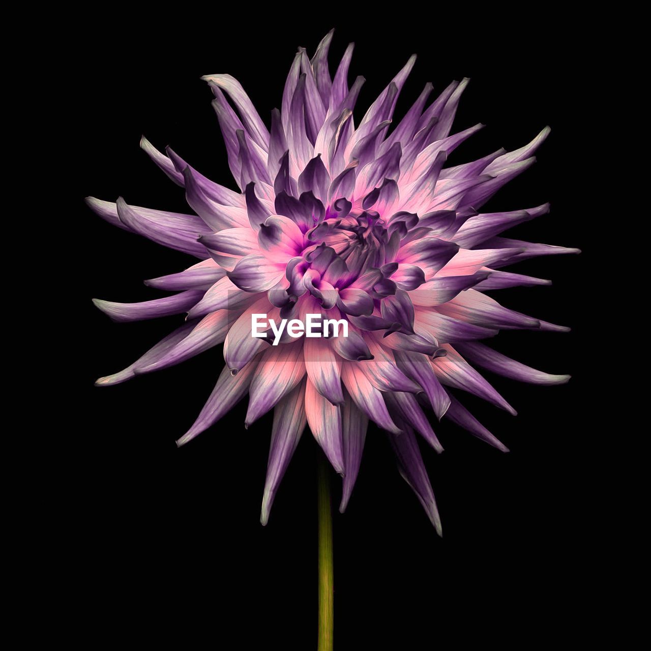 Close-up of purple flower against black background