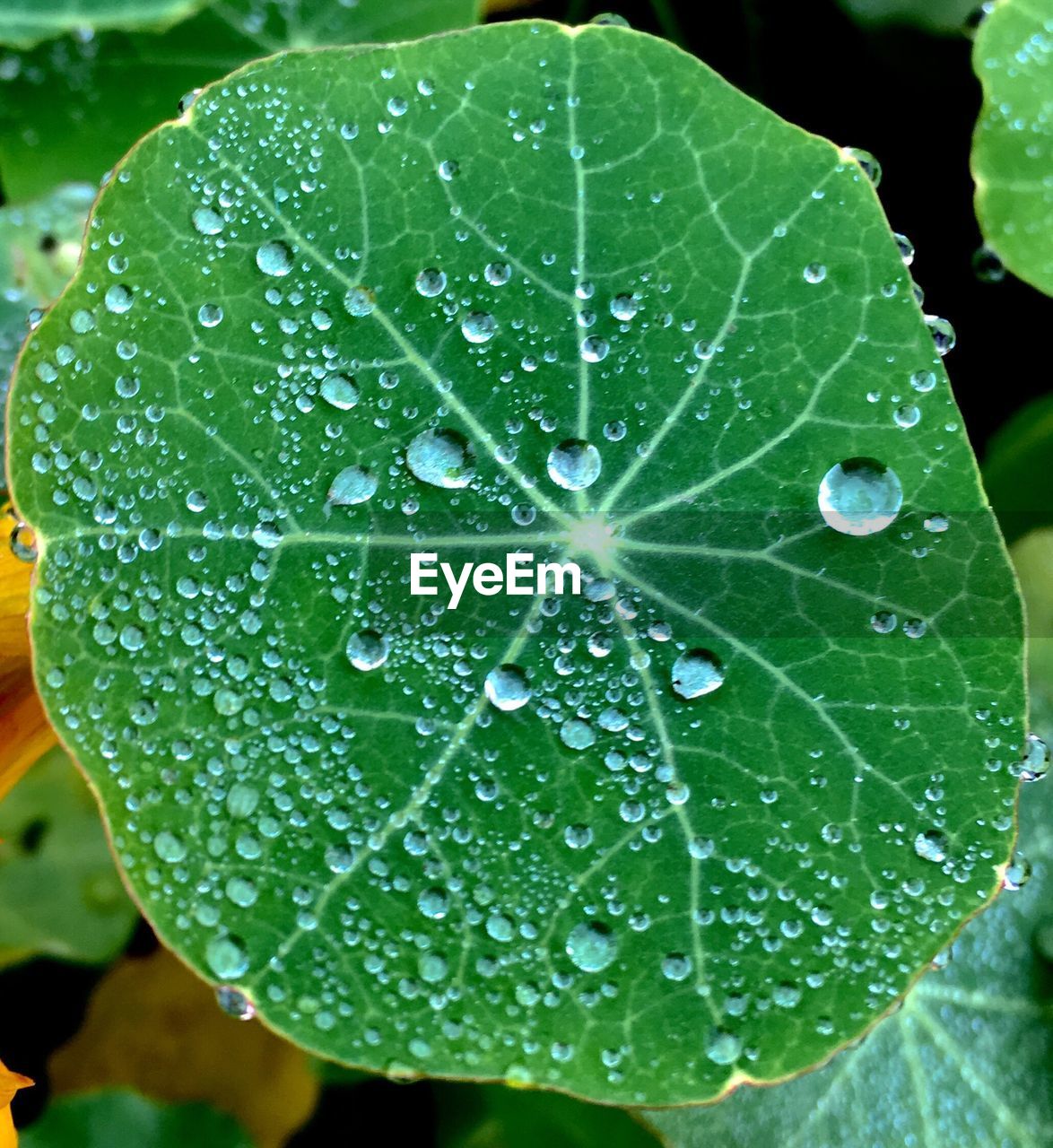 CLOSE-UP OF WATERDROPS ON LEAF