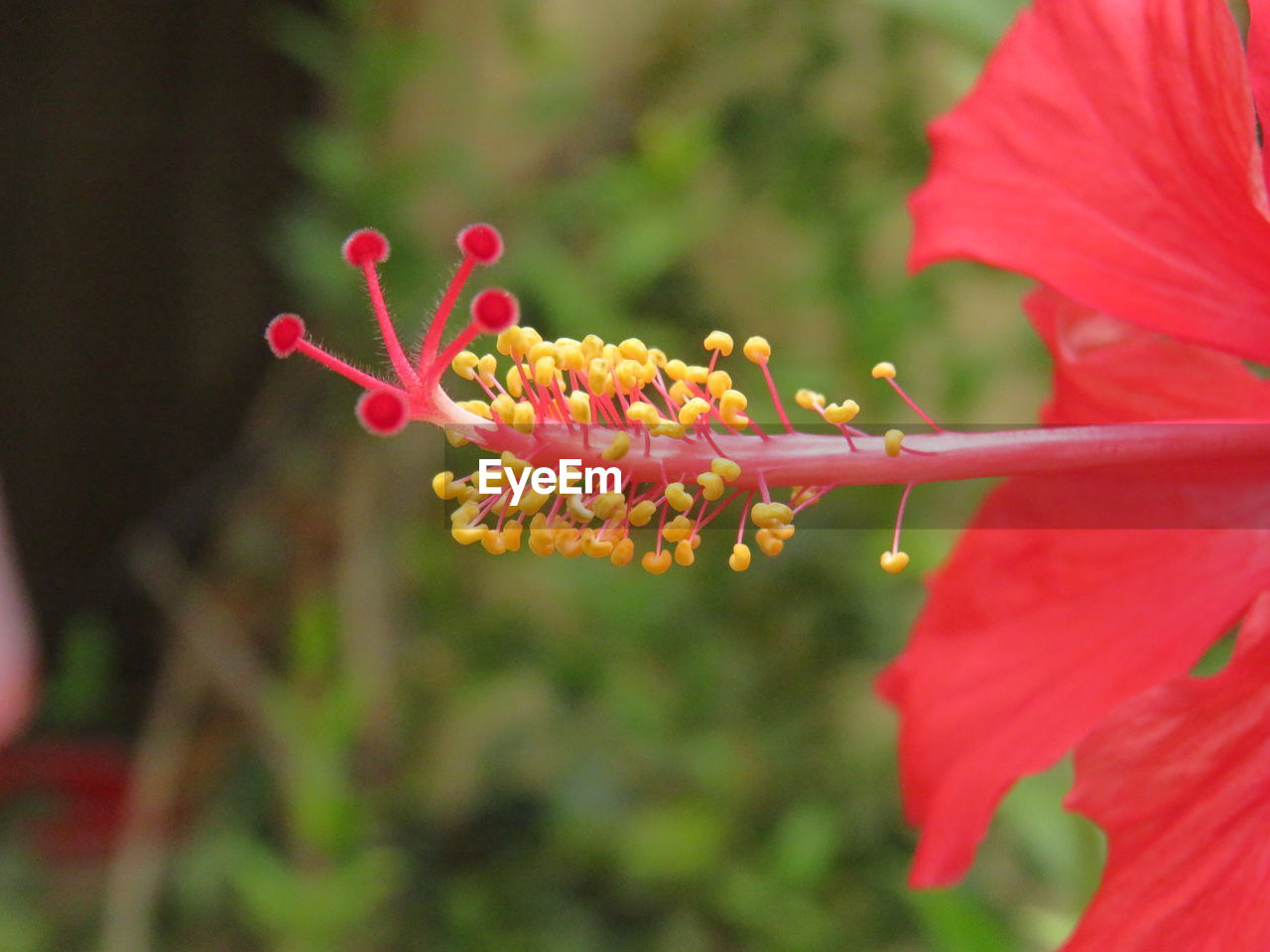 CLOSE-UP OF RED FLOWER