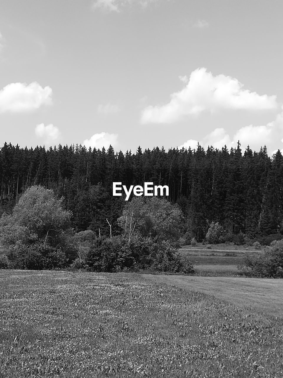 Trees on field against sky