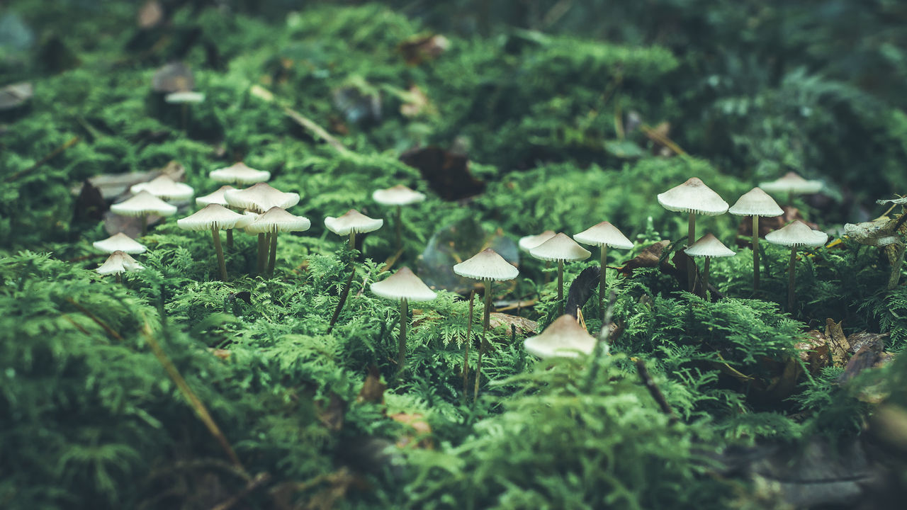 Close-up of mushrooms growing on moss