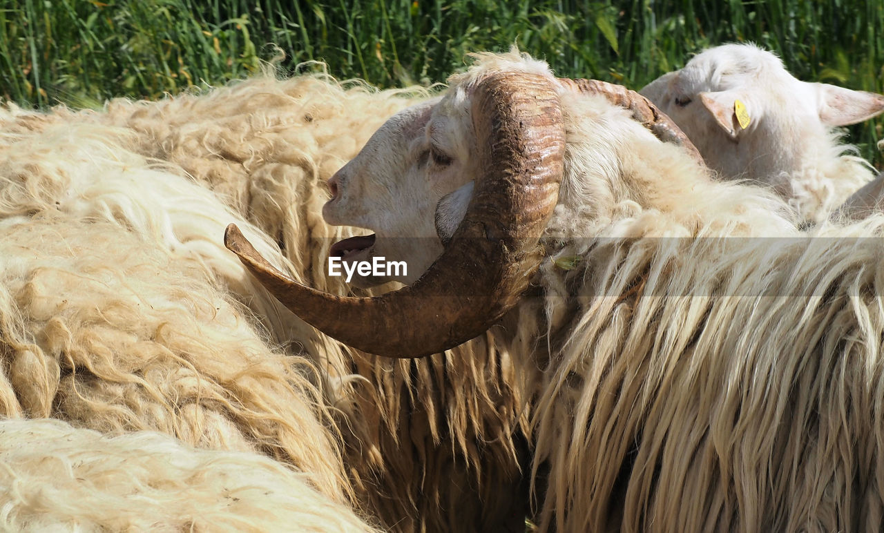 Close-up of sheep