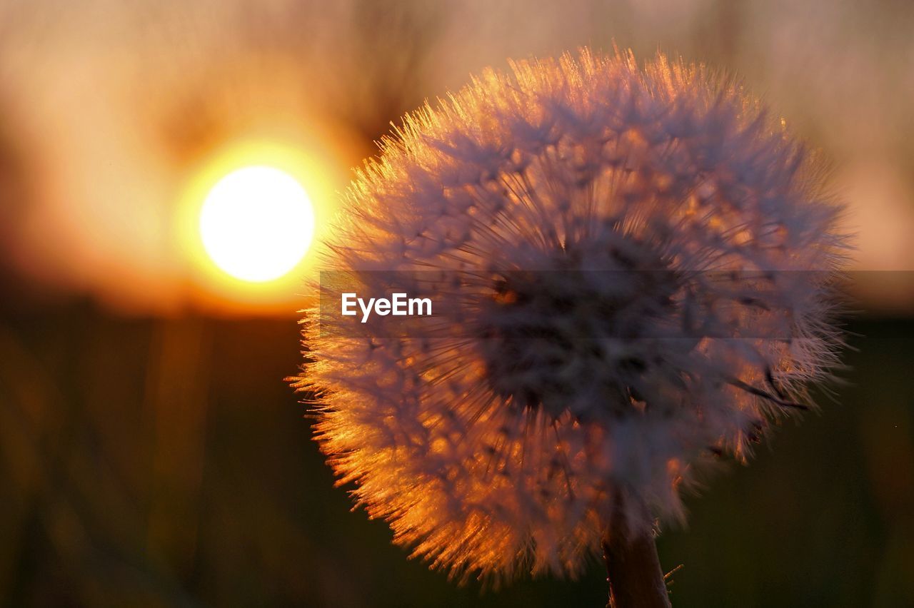 Close-up of dandelion on plant at sunset