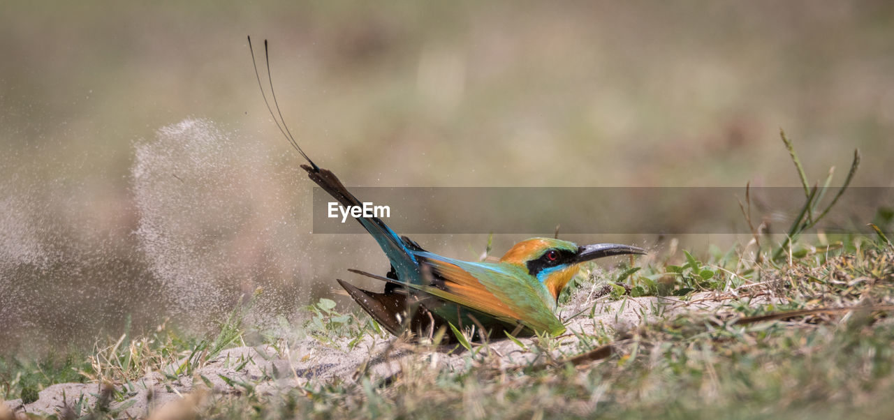 Side view of bird on grass