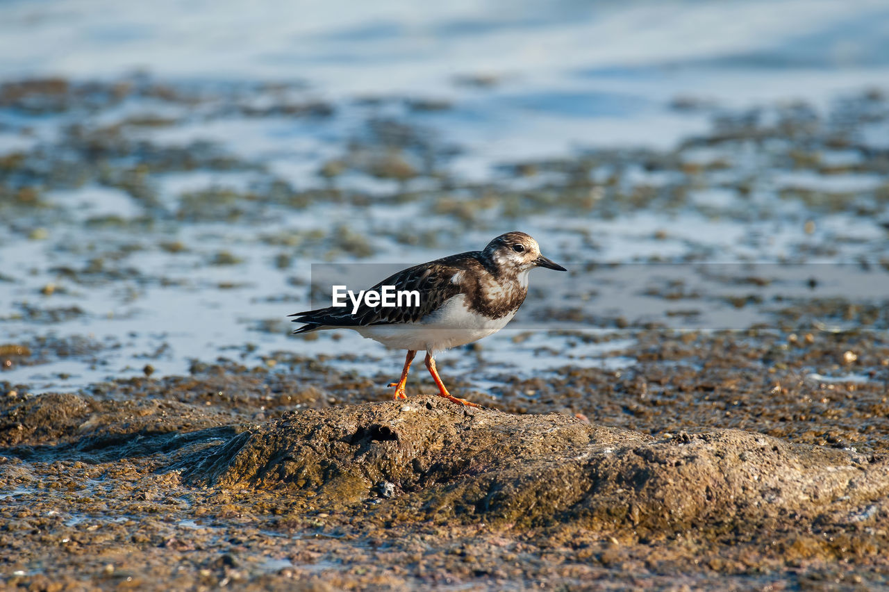 high angle view of bird perching on beach