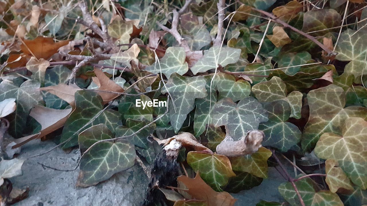 HIGH ANGLE VIEW OF DRY LEAVES