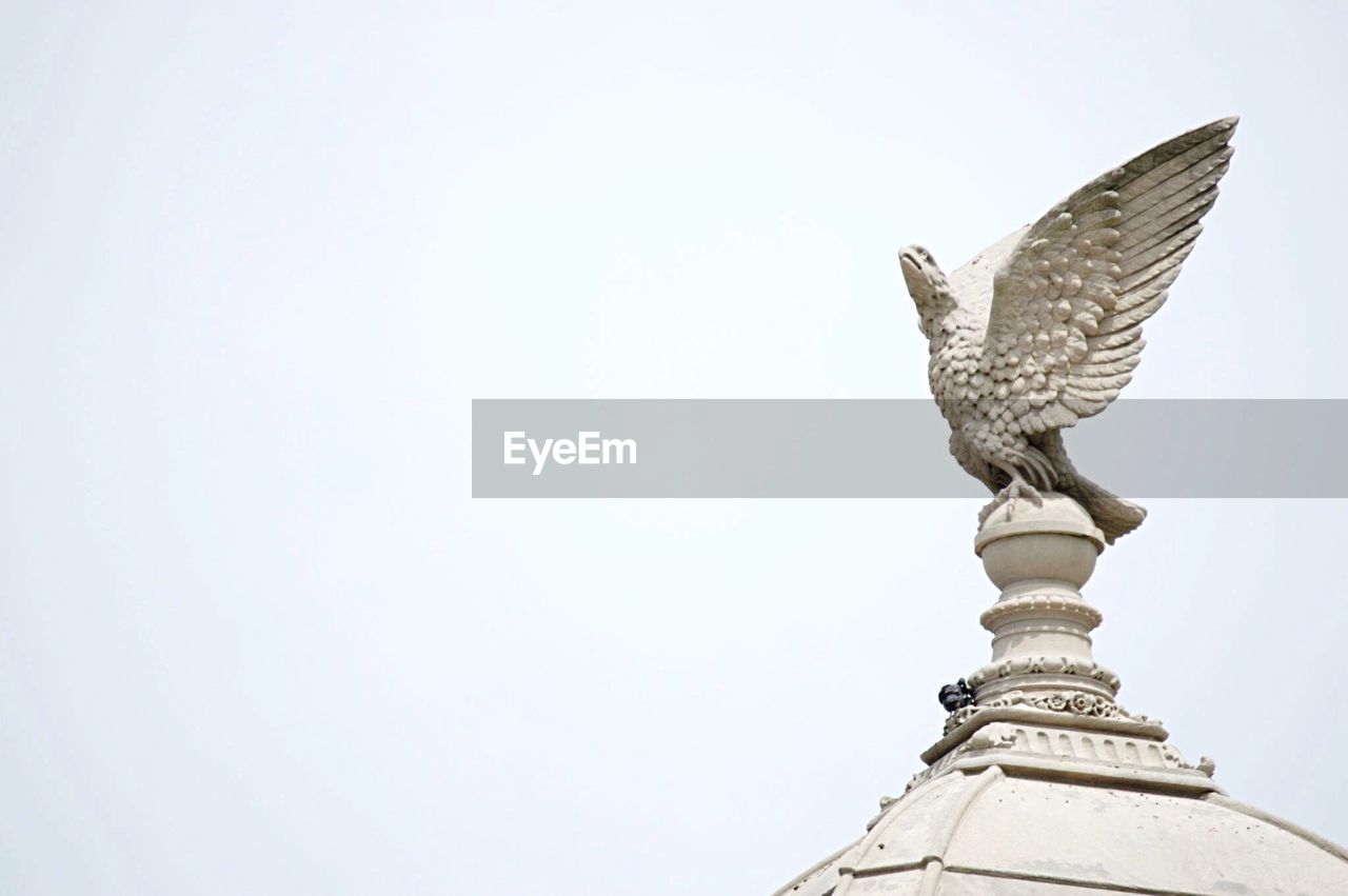 LOW ANGLE VIEW OF BIRDS IN FLIGHT
