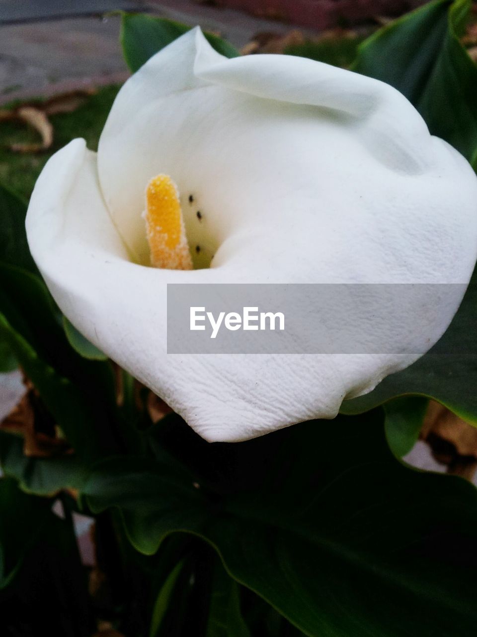 CLOSE-UP OF FLOWER BLOOMING