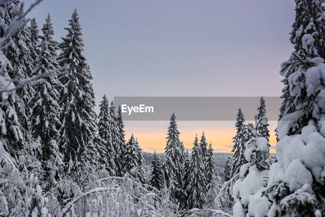 Pine trees on snow covered land against sky