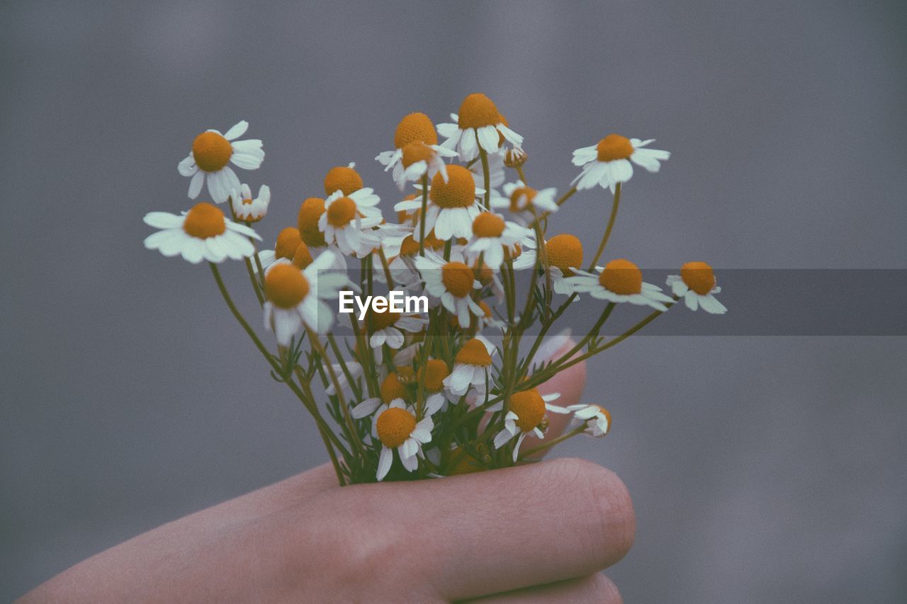 CLOSE-UP OF HAND HOLDING FLOWERING PLANT AGAINST WHITE WALL