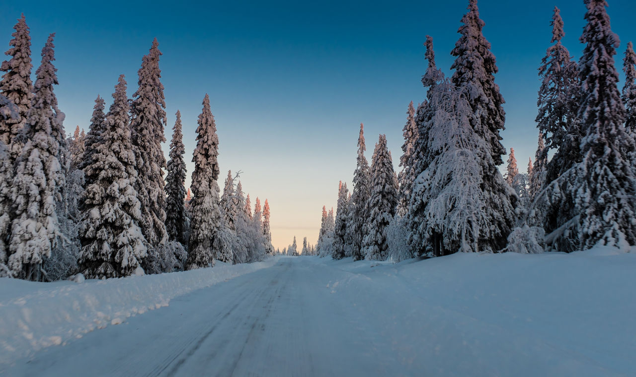 Snow covered trees against clear sky