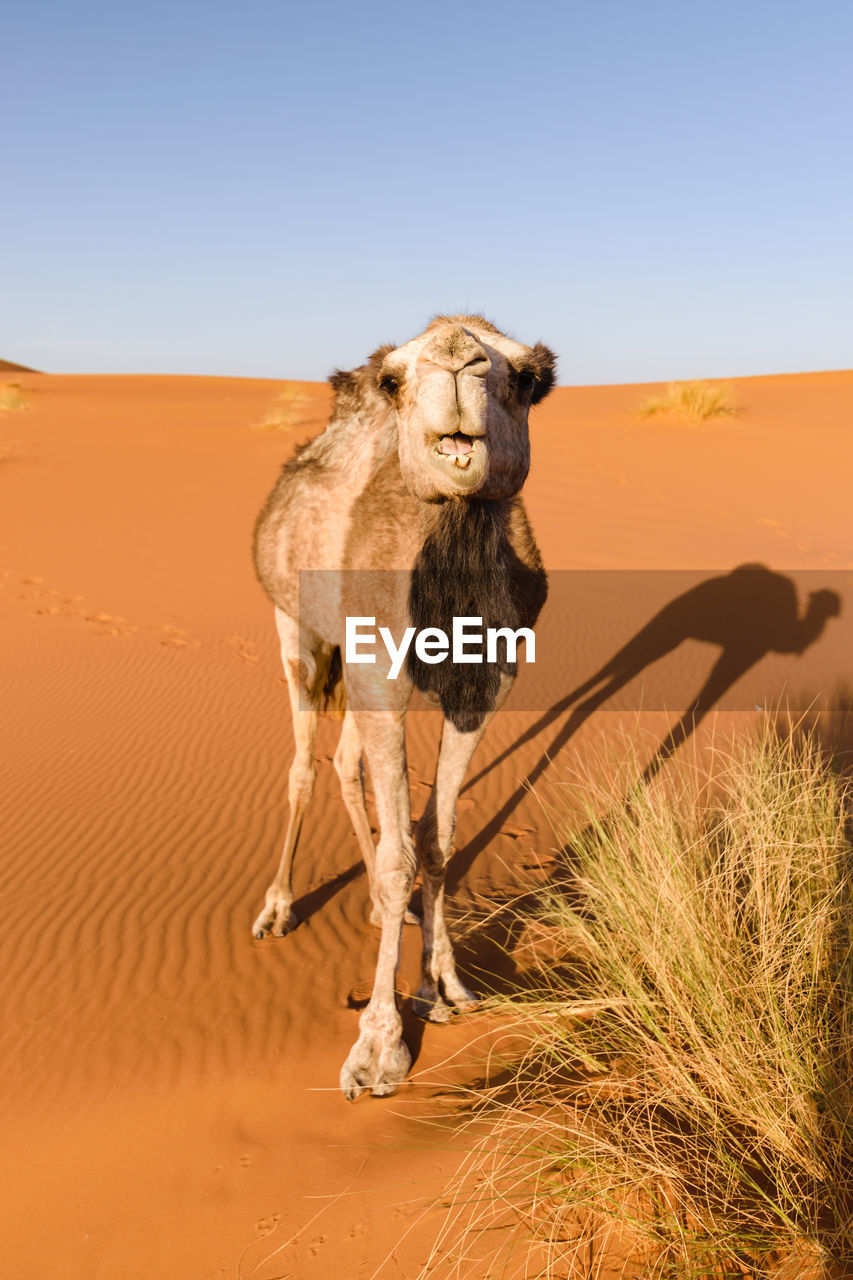 Camel on desert against clear sky