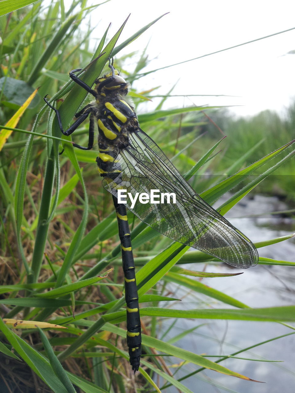 Close-up of dragonfly on plant