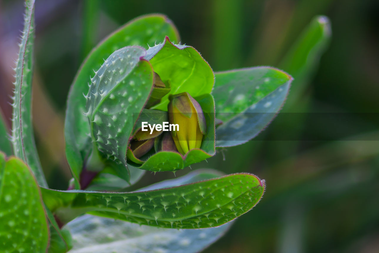 Close-up of raindrops on plant